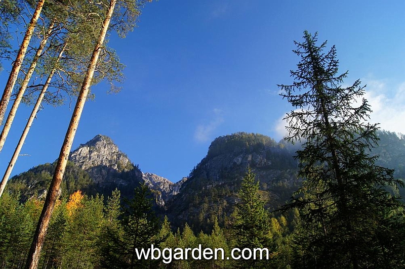 wbgarden alps 31.JPG